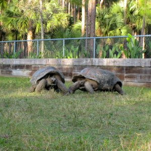 ALDABRA BREEDER