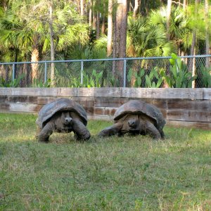 ALDABRA BREEDER