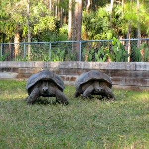 ALDABRA BREEDER