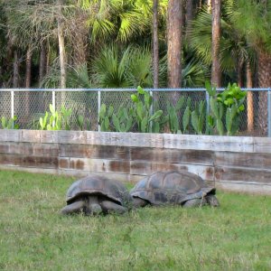 ALDABRA BREEDER