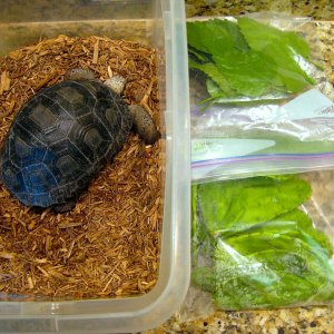 ALDABRA BREEDER
