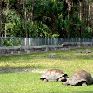 ALDABRA BREEDER