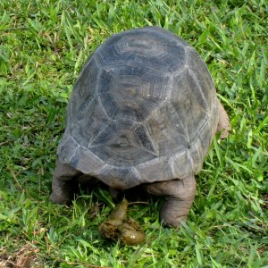 ALDABRA BREEDER