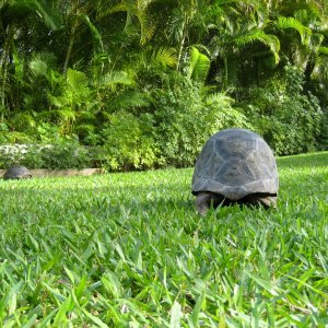 ALDABRA BREEDER