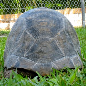 ALDABRA BREEDER