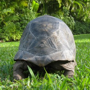 ALDABRA BREEDER