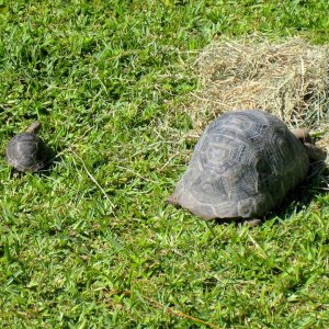 ALDABRA BREEDER