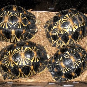 ALDABRA BREEDER