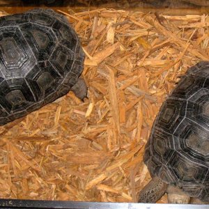 ALDABRA BREEDER