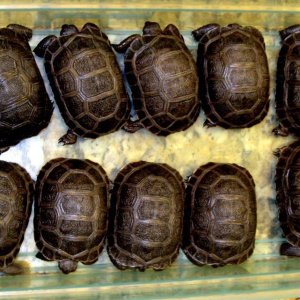 ALDABRA BREEDER