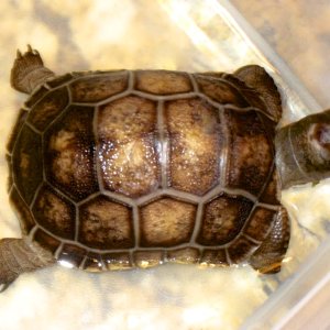 ALDABRA BREEDER