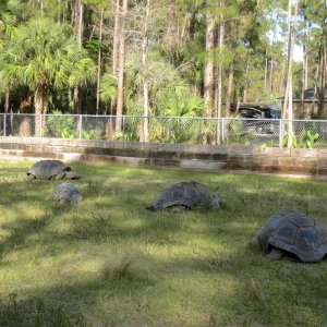 ALDABRA BREEDER