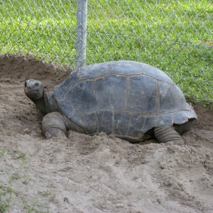 ALDABRA BREEDER
