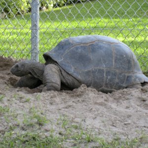 ALDABRA BREEDER
