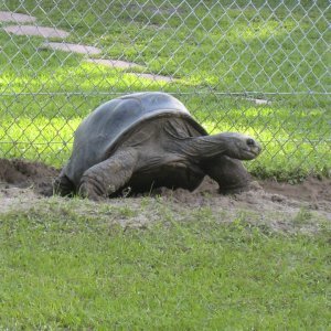 ALDABRA BREEDER