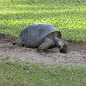 ALDABRA BREEDER