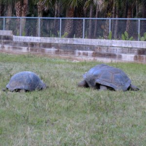 ALDABRA BREEDER