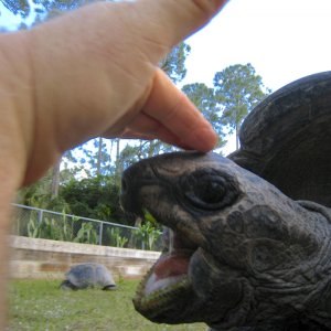 ALDABRA BREEDER