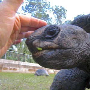 ALDABRA BREEDER