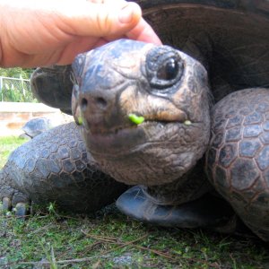 ALDABRA BREEDER