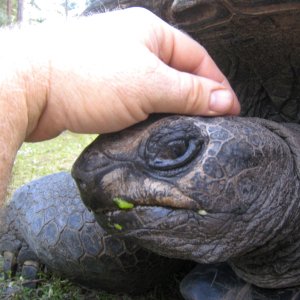ALDABRA BREEDER