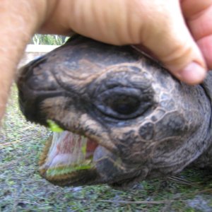 ALDABRA BREEDER