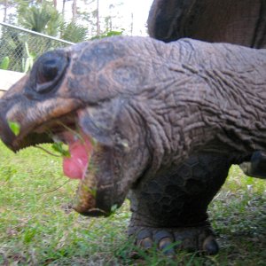 ALDABRA BREEDER