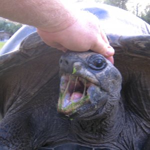 ALDABRA BREEDER