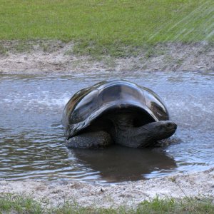 ALDABRA BREEDER