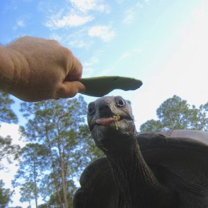 ALDABRA BREEDER