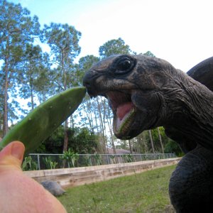 ALDABRA BREEDER
