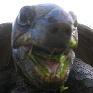ALDABRA BREEDER