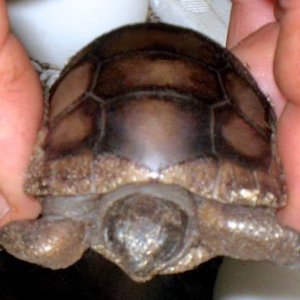 ALDABRA BREEDER