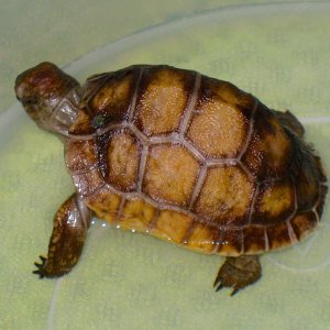 ALDABRA BREEDER