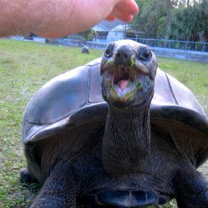 ALDABRA BREEDER