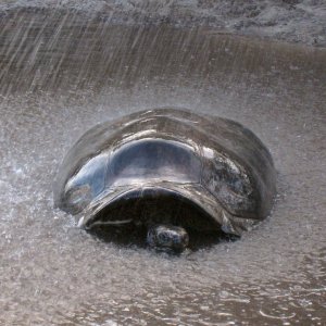 ALDABRA BREEDER