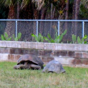 ALDABRA BREEDER