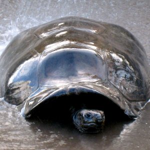 ALDABRA BREEDER