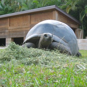ALDABRA BREEDER