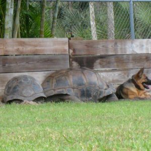 ALDABRA BREEDER