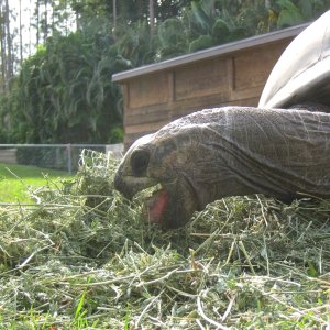 ALDABRA BREEDER