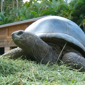 ALDABRA BREEDER