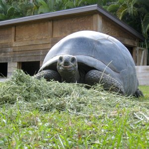 ALDABRA BREEDER