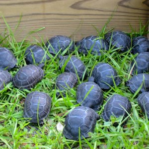 ALDABRA BREEDER
