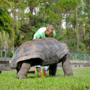 ALDABRA BREEDER