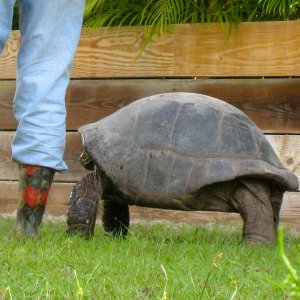 ALDABRA BREEDER