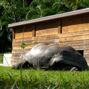 ALDABRA BREEDER