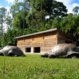 ALDABRA BREEDER
