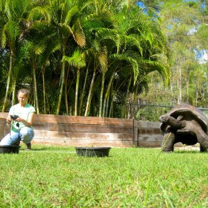 ALDABRA BREEDER