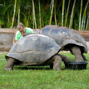 ALDABRA BREEDER